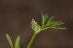 Butler's sandparsley